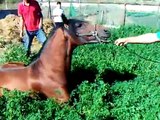 castramiento de un caballo (potro) 3 años NERJA