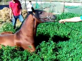 castramiento de un caballo (potro) 3 años NERJA