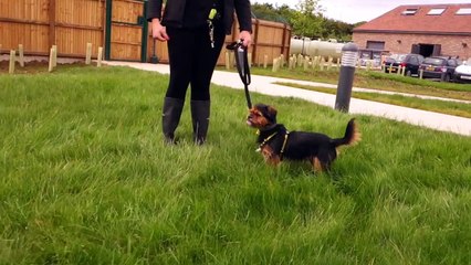 The only way is Dogs Trust Essex!