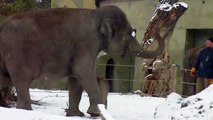 Baby Elephant Ludwig - The King of Snow - Asian elephants winter joy at the Munich Zoo