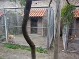 Animals Country Guardería Premium para Mascotas-Caniles del alto