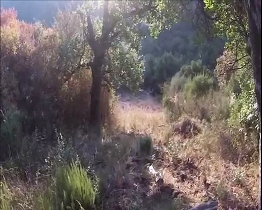 Chasse sanglier 2014, 14 sangliers et des tirs à gogo une ouverture2014 mémorable