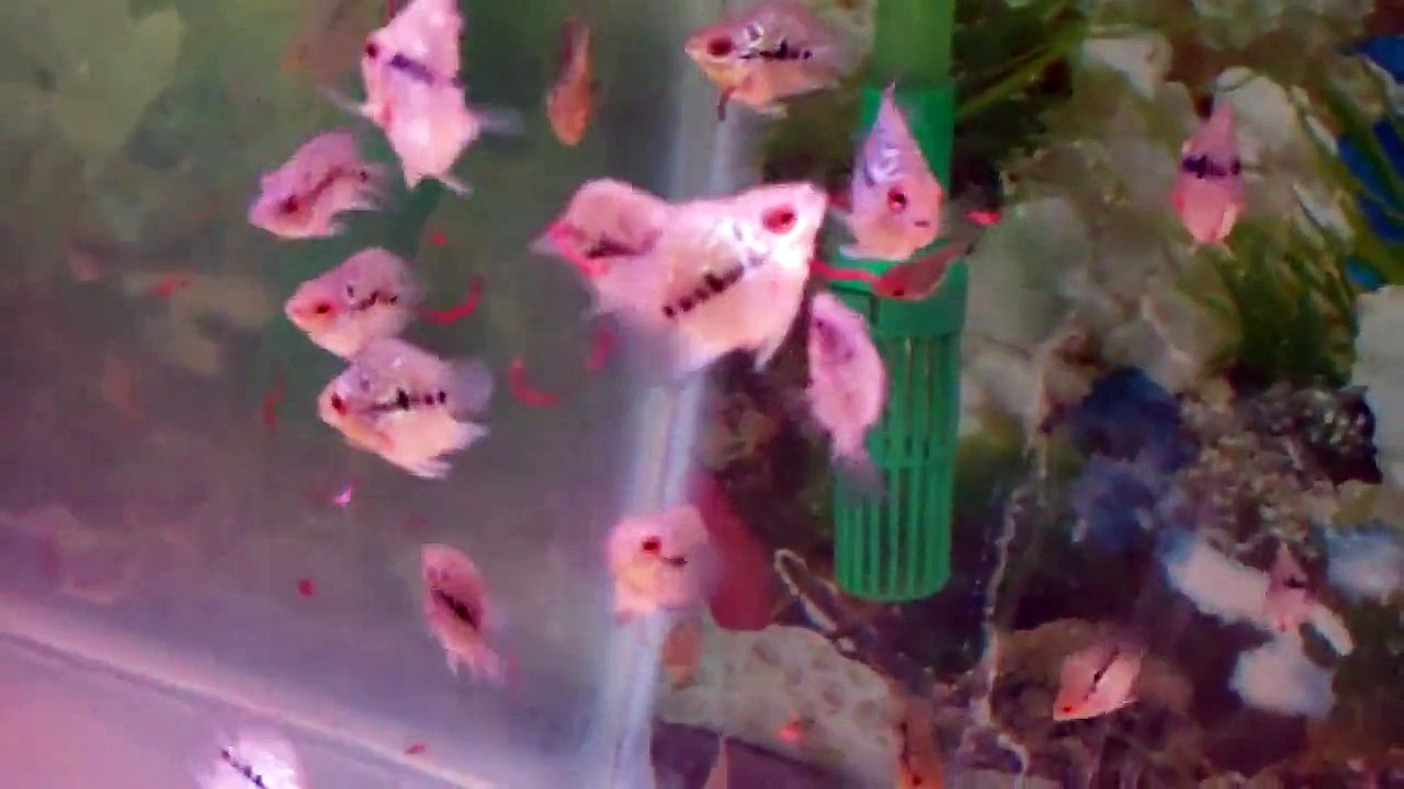 1" SHORT BODY KAMFA FLOWERHORN FRY