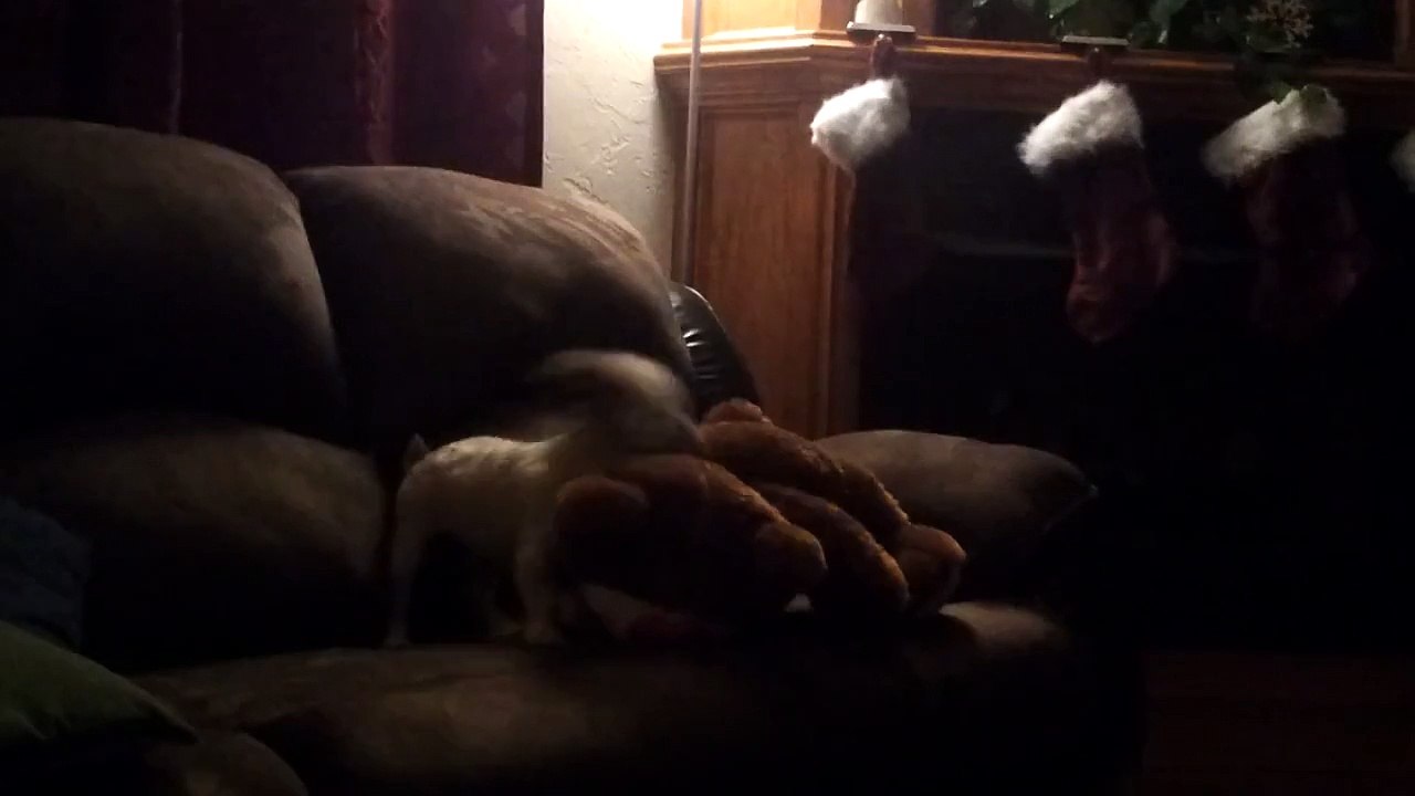 This puppy makes a stuffed bear his bitch...