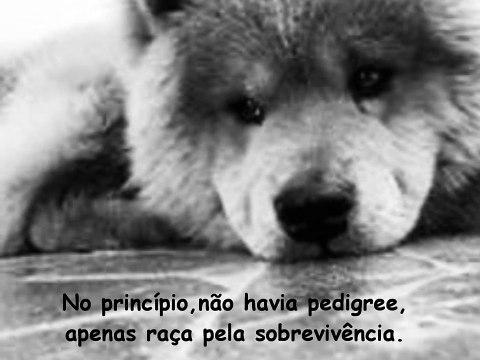 Os verdadeiros cães de raça Vira-Latas