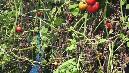 "Prairie Love Song" set in Hopalong Hollow.  Music by Jay Unger and Molly Mason