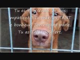 Flamboyant ou la vidéo d'un chien de Roumanie sauvé & rapatrié en France.