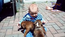 Funny babies annoying dogs - Cute dog & baby compilation