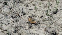 Butterfly   -   Painted Lady Sunbathing