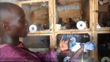 Association Colombophile Dakaroise, pigeon voyageur Sénégal, colombophilie Sénégalaise ascoldak !!!
