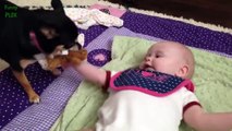 Puppies and Babies Playing Together Compilation 2014 [NEW HD]