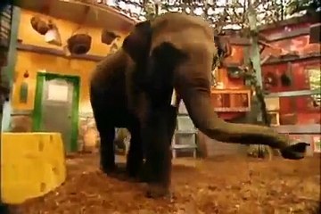 Zoboomafoo Intro HD (Español Latino)