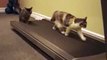 Cats on a Tredmill! Faster! Faster! faster!!