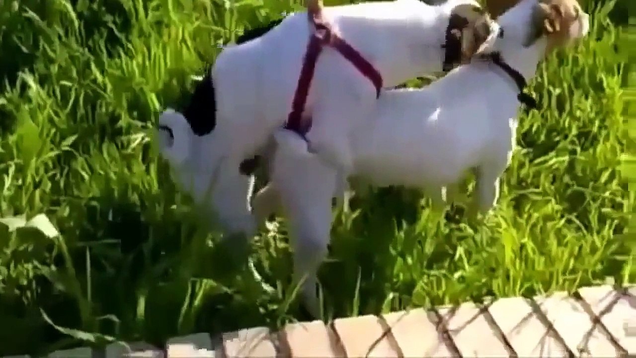 Romántico Animal Apareamiento Loco Videos Funny Video 2015 Part 4 Funny Chanel