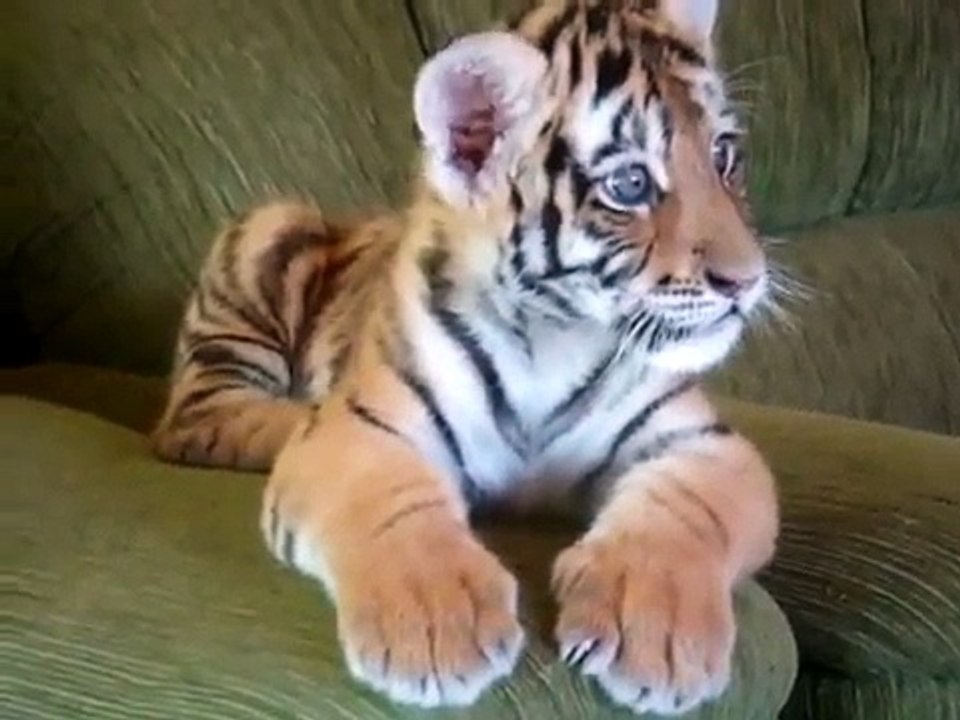 Tiger cub playing with a dog  VIDEO