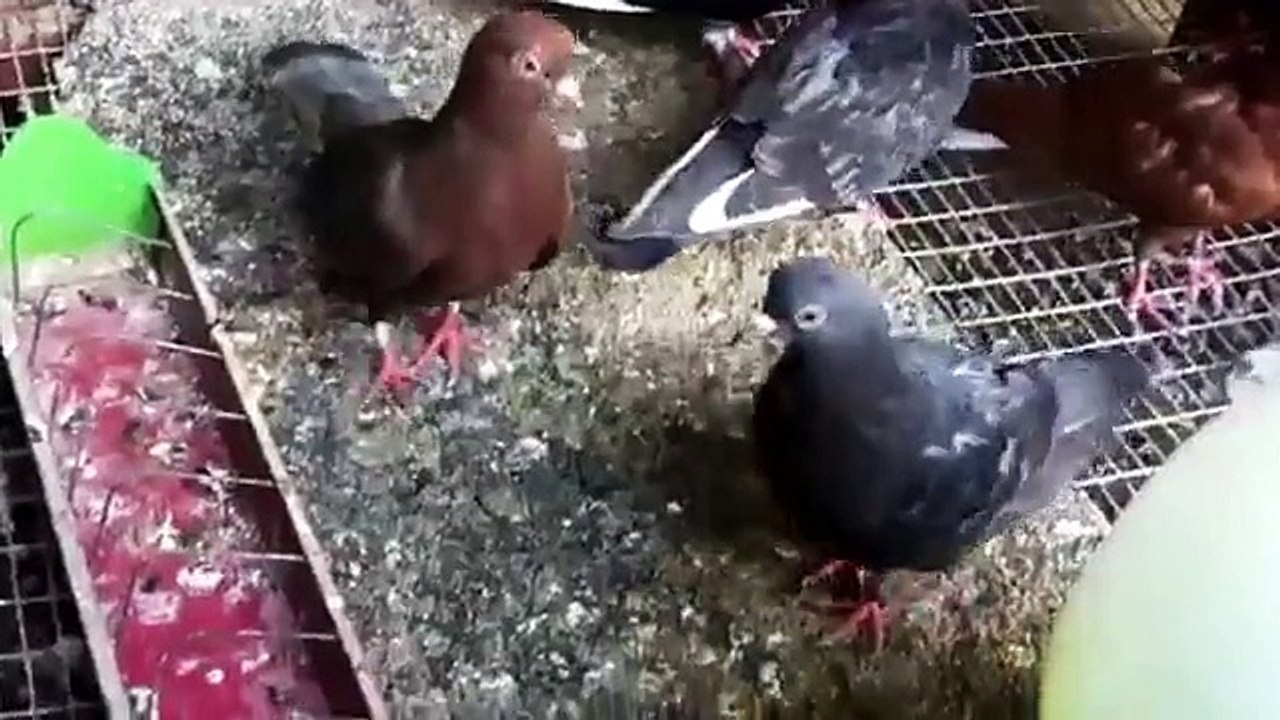 Birmingham roller pigeons