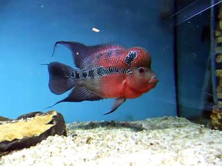 "שימי" המקורי, דג הפלאוור הורן המלכותי של האח הגדול