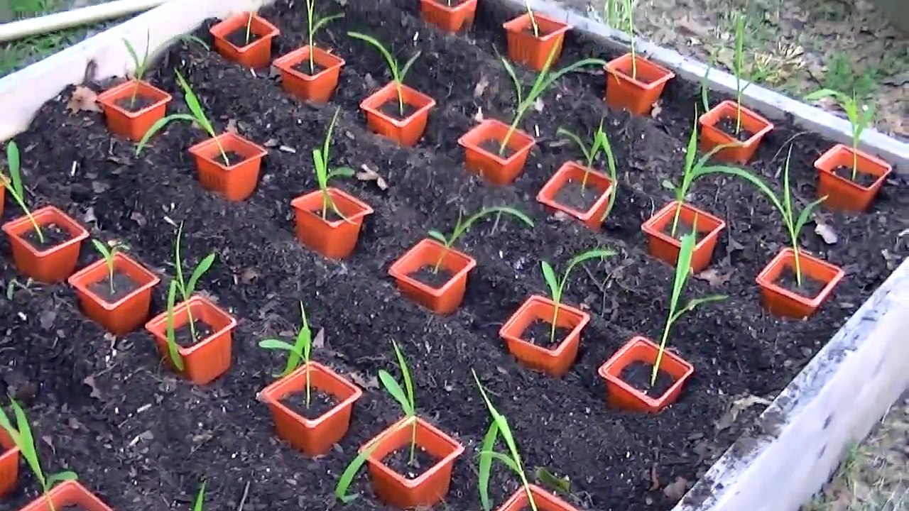 How to Grow Corn in Raised Beds - Planting