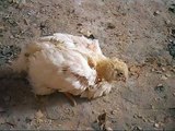 Pollo de engorde con síntomas respiratorios y digestivos