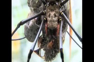 Maior Aranha Do Mundo Comendo Passaro