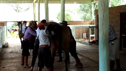 Marcação de cavalos criolos