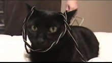 Cat Torture 2008
