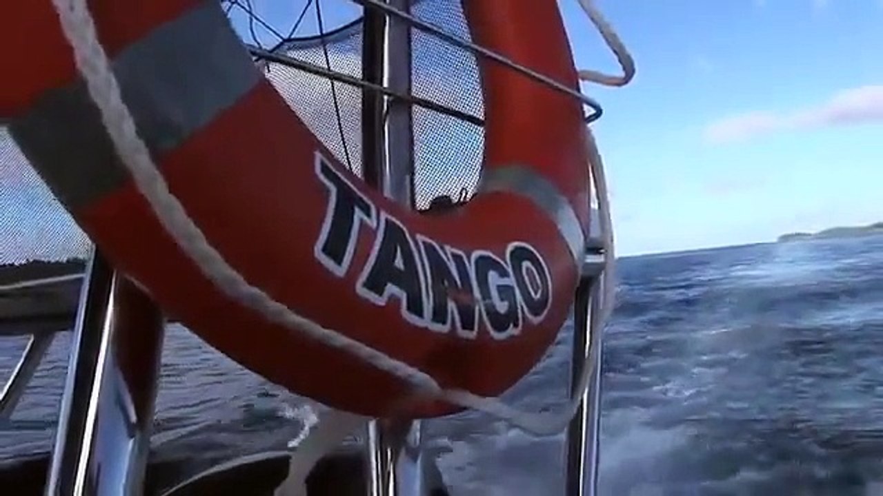 Humpback Whales in Tonga