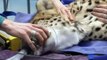 Cheetah check-up: South African cheetahs get check-ups ahead of debut at Pittsburgh Zoo