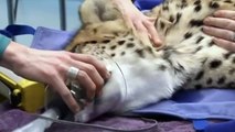 Cheetah check-up: South African cheetahs get check-ups ahead of debut at Pittsburgh Zoo