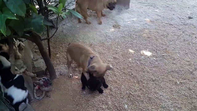 0534. 467. 69.79 SATILIK KÖPEK LERMIZ