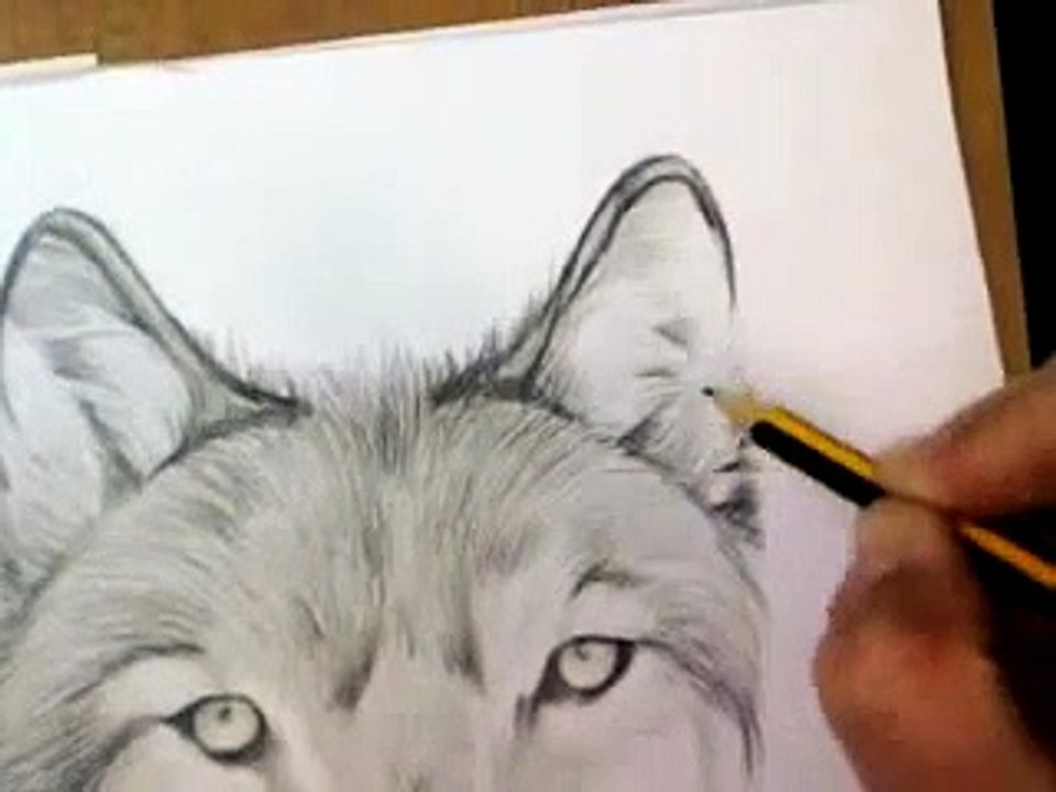Como desenhar de um lobo ( how to draw a wolf)