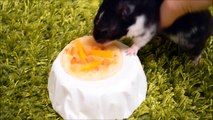 Tiny Hamster Eating Tiny Pizza