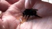 Man rescues massive Bumble Bee in his hands!