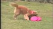 Un chien ramène 5 frisbee d'un coup ! Bon chien !