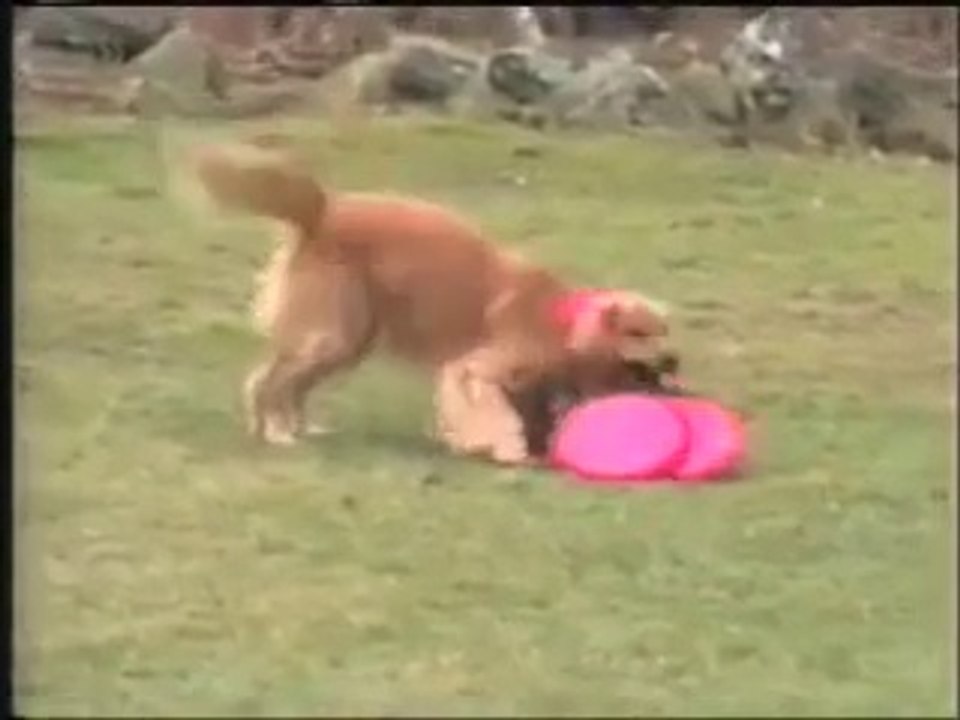 Un chien ramène 5 frisbee d'un coup ! Bon chien !