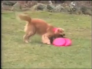 Un chien ramène 5 frisbee d'un coup ! Bon chien !