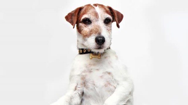 Uggie el perro de 'The Artist' falleció