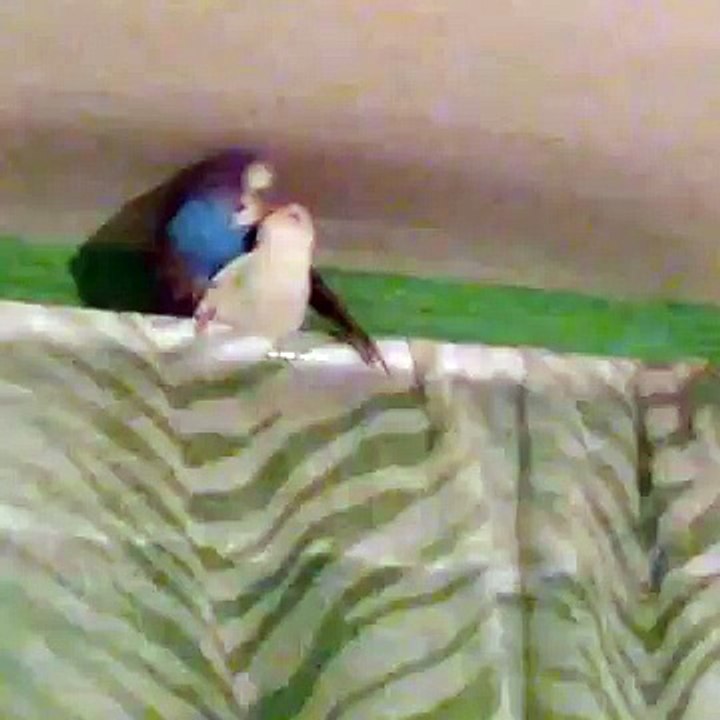 Parakeet fun!
