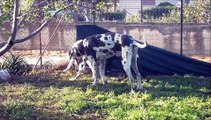 alano cuccioli, giochi in giardino 2.wmv