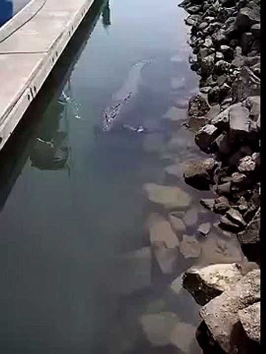 Amazing Crocodile swims  with a dog in mouth