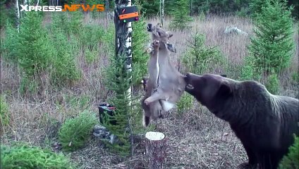 Un Grizzly persévérant arrive à manger une carcasse de cerf électrifiée