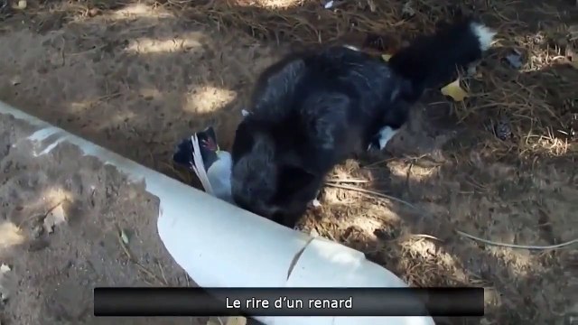 Что сказала лиса? (What did the fox said?)