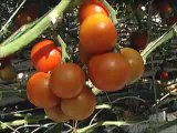 Village Farms Tomato Story-Haley Burks