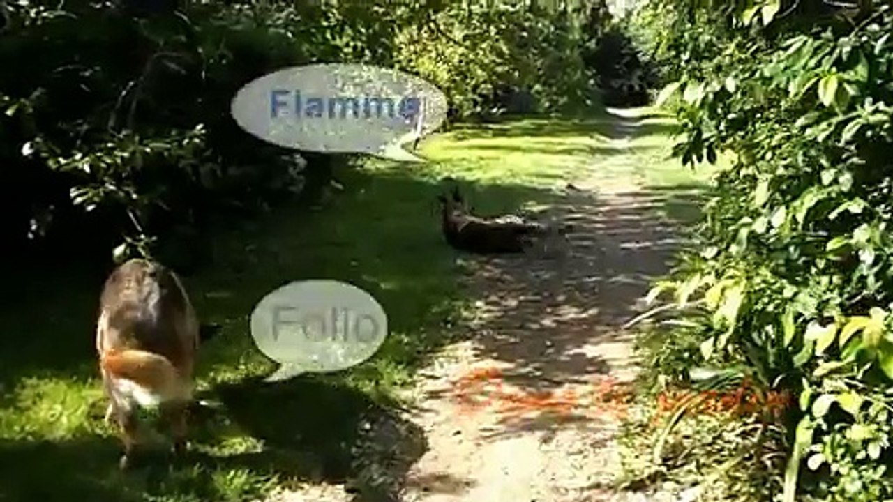 FlammetFolio dans jardin