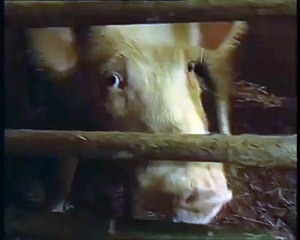 Djurens värld - grisen