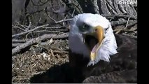 Decorah Eagles - HATCH WATCH 2011 Eagle Alert (Dad 4/6/2011)