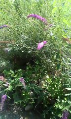 L'arbre à papillons