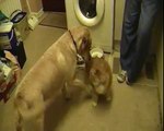 funny dog tries to eat cat