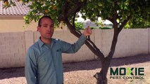 DIY Pest Control Tips - Citrus Trees
