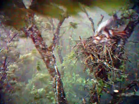 Suivi par piège photographique d'une aire de Milan royal